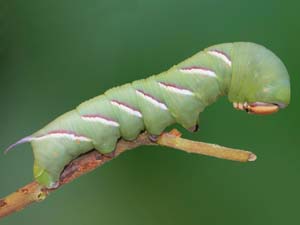 Sphinx perelegans