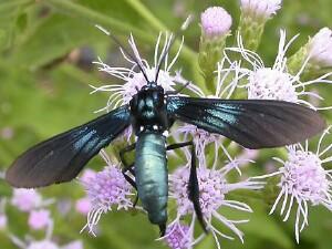 Macrocneme chrysitis