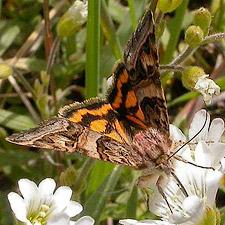 Drasteria petricola