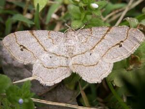 Trigrammia quadrinotaria