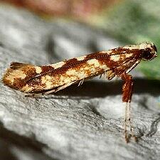 Caloptilia reticulata