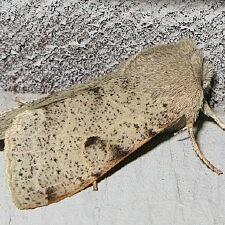 Orthosia behrensiana