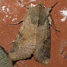 Orthosia behrensiana