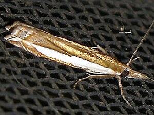 Crambus cypridalis