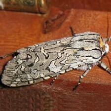 Arachnis citra