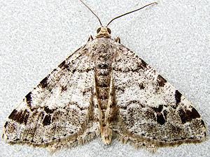 Macaria sexmaculata