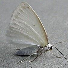 Lomographa vestaliata