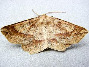 Euchlaena marginaria