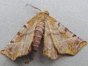 Selenia alciphearia