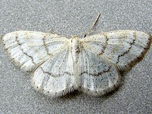 Scopula frigidaria