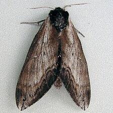 Sphinx luscitiosa