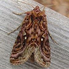 Autographa mappa