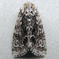 Acronicta impressa