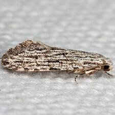 Nemapogon multistriatella