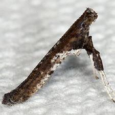 Caloptilia rhoifoliella