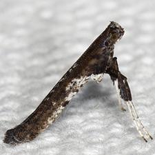 Caloptilia rhoifoliella