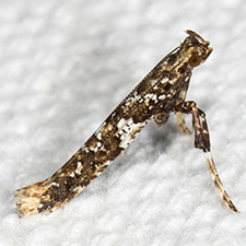 Caloptilia serotinella