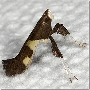 Caloptilia umbratella