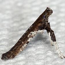 Caloptilia sp.