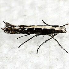 Micrurapteryx salicifoliella