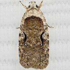 Agonopterix curvilineella