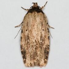 Agonopterix atrodorsella