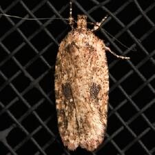 Agonopterix pulvipennella