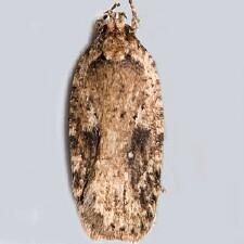 Agonopterix pulvipennella