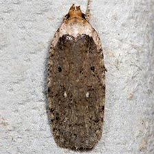 Agonopterix nigrinotella