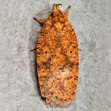 Agonopterix robiniella