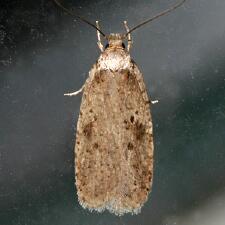 Agonopterix argillacea