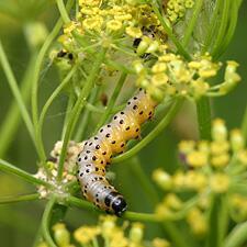 Depressaria radiella