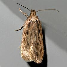 Depressaria radiella