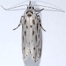 Ethmia longimaculella