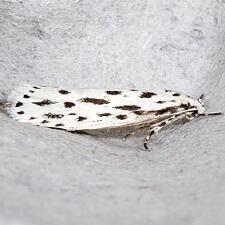 Ethmia longimaculella