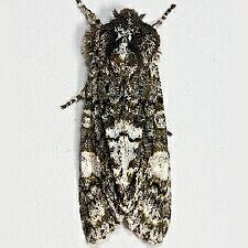 Copivaleria grotei