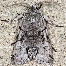 Sympistis chionanthi