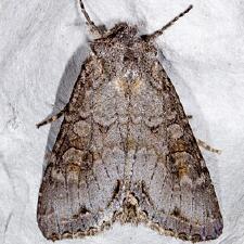 Polia purpurissata