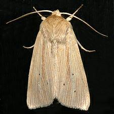 Mythimna oxygala