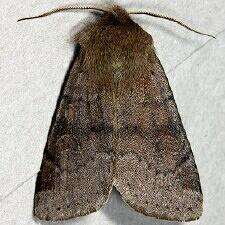 Orthosia alurina