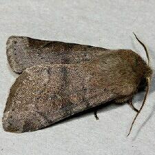 Orthosia alurina