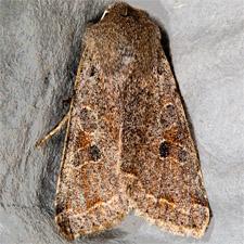 Orthosia hibisci