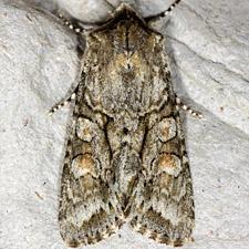 Achatia distincta