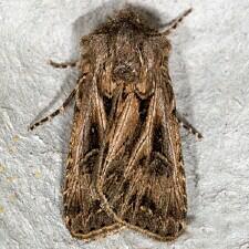 Agrotis gladiaria