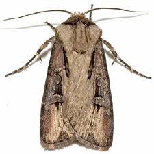 Agrotis venerabilis