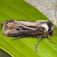 Agrotis venerabilis