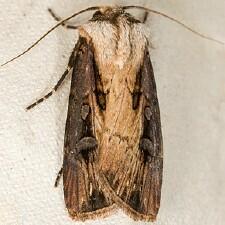 Agrotis volubilis