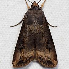 Agrotis ipsilon