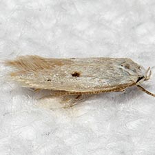 Elachista orestella