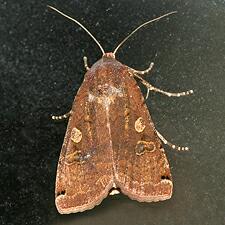 Noctua pronuba